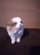 Pomeranian Puppies for sale in Spartanburg, SC, USA. price: $2,500