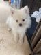 Pomeranian Puppies for sale in Port St. Lucie, FL, USA. price: $1,500