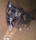Pomeranian Puppies for sale in Edwards, MO 65326, USA. price: $1,000