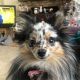 Pomeranian Puppies for sale in East Bethel, MN, USA. price: $300