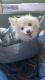 Pomeranian Puppies for sale in Teaneck, NJ, USA. price: $1,000