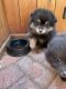 Pomeranian Puppies for sale in Monterey, CA, USA. price: NA