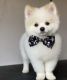 Pomeranian Puppies for sale in North Hollywood, Los Angeles, CA, USA. price: NA