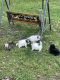 Pomeranian Puppies for sale in Decker, MI 48426, USA. price: NA