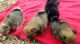 Pomeranian Puppies for sale in Loganville, GA 30052, USA. price: $1,800