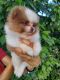 Pomeranian Puppies for sale in Boca Raton, FL, USA. price: NA