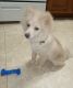 Pomeranian Puppies for sale in Elizabeth, NJ, USA. price: $1,500
