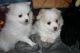 Pomeranian Puppies for sale in Auburn, CA, USA. price: $900
