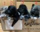 Pomeranian Puppies for sale in Puyallup, WA, USA. price: $1,300