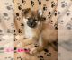 Pomeranian Puppies for sale in King, NC, USA. price: NA