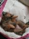 Pomeranian Puppies for sale in 3881 E Hillside Rd, Bliss, NY 14024, USA. price: NA