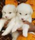 Pomeranian Puppies for sale in Kalarcode, Pazhaveedu, Alappuzha, Kerala, India. price: 5000 INR