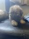 Pomeranian Puppies for sale in Baltimore, MD, USA. price: $1,100
