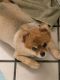 Pomeranian Puppies for sale in Bowie, MD, USA. price: NA