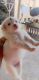 Pomeranian Puppies for sale in Budigere, Karnataka 562129, India. price: 6500 INR