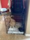 Pomeranian Puppies for sale in 3820 E Expedition Way, Phoenix, AZ 85050, USA. price: $250