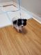 Pomeranian Puppies for sale in Joliet, IL, USA. price: NA