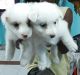 Pomeranian Puppies for sale in Thiruvallur, Tamil Nadu 602003, India. price: 3500 INR
