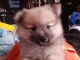 Pomeranian Puppies for sale in Killeen, TX 76542, USA. price: NA