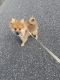 Pomeranian Puppies for sale in Brentwood, NY, USA. price: NA