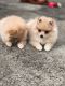 Pomeranian Puppies for sale in Elizabeth, NJ, USA. price: $2,000