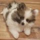 Pomeranian Puppies for sale in San Fernando Valley, CA, USA. price: NA