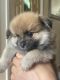 Pomeranian Puppies for sale in Cresskill, NJ 07626, USA. price: $1,500