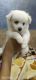 Pomeranian Puppies for sale in Khokadpura Rd, Near AMC Parking, Paithan Gate, Khokadpura, Aurangabad, Maharashtra 431001, India. price: 3500 INR