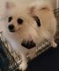 Pomeranian Puppies for sale in Brownsville, TX, USA. price: $850