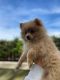 Pomeranian Puppies for sale in Henderson, NV, USA. price: $3,800