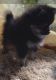 Pomeranian Puppies for sale in Mabank, TX, USA. price: $800