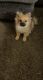 Pomeranian Puppies for sale in Steger, IL, USA. price: $650