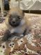 Pomeranian Puppies for sale in Campbell, CA, USA. price: NA