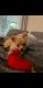 Pomeranian Puppies for sale in 29450 Ox Eye Ct, Wesley Chapel, FL 33543, USA. price: NA