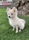 Pomeranian Puppies for sale in 10154 Commerce Ave, Tujunga, CA 91042, USA. price: NA