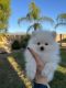 Pomeranian Puppies for sale in San Jacinto, CA, USA. price: NA
