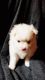 Pomeranian Puppies for sale in Winterville, NC, USA. price: $1,500