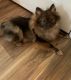 Pomeranian Puppies for sale in Parsonsburg, MD 21849, USA. price: NA
