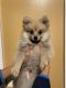 Pomeranian Puppies for sale in Woodbridge, VA 22191, USA. price: NA