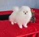 Pomeranian Puppies for sale in Ashburn, VA, USA. price: $750