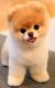 Pomeranian Puppies for sale in TX-8 Beltway, Houston, TX, USA. price: NA
