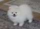 Pomeranian Puppies for sale in Rockdale, TX 76567, USA. price: $450