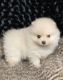Pomeranian Puppies for sale in Minnetrista, MN 55364, USA. price: NA
