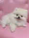 Pomeranian Puppies for sale in Queens, NY, USA. price: $3,000