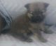 Pomeranian Puppies for sale in Plainview, TX 79072, USA. price: NA