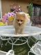 Pomeranian Puppies for sale in 1808 Brockton Ave, Los Angeles, CA 90025, USA. price: NA