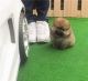 Pomeranian Puppies for sale in Clifton, NJ, USA. price: $650