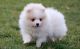 Pomeranian Puppies for sale in Caney, KS 67333, USA. price: NA