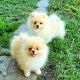 Pomeranian Puppies for sale in Louisiana, MO 63353, USA. price: $550