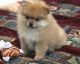 Pomeranian Puppies for sale in W Van Buren St, Goodyear, AZ 85338, USA. price: NA